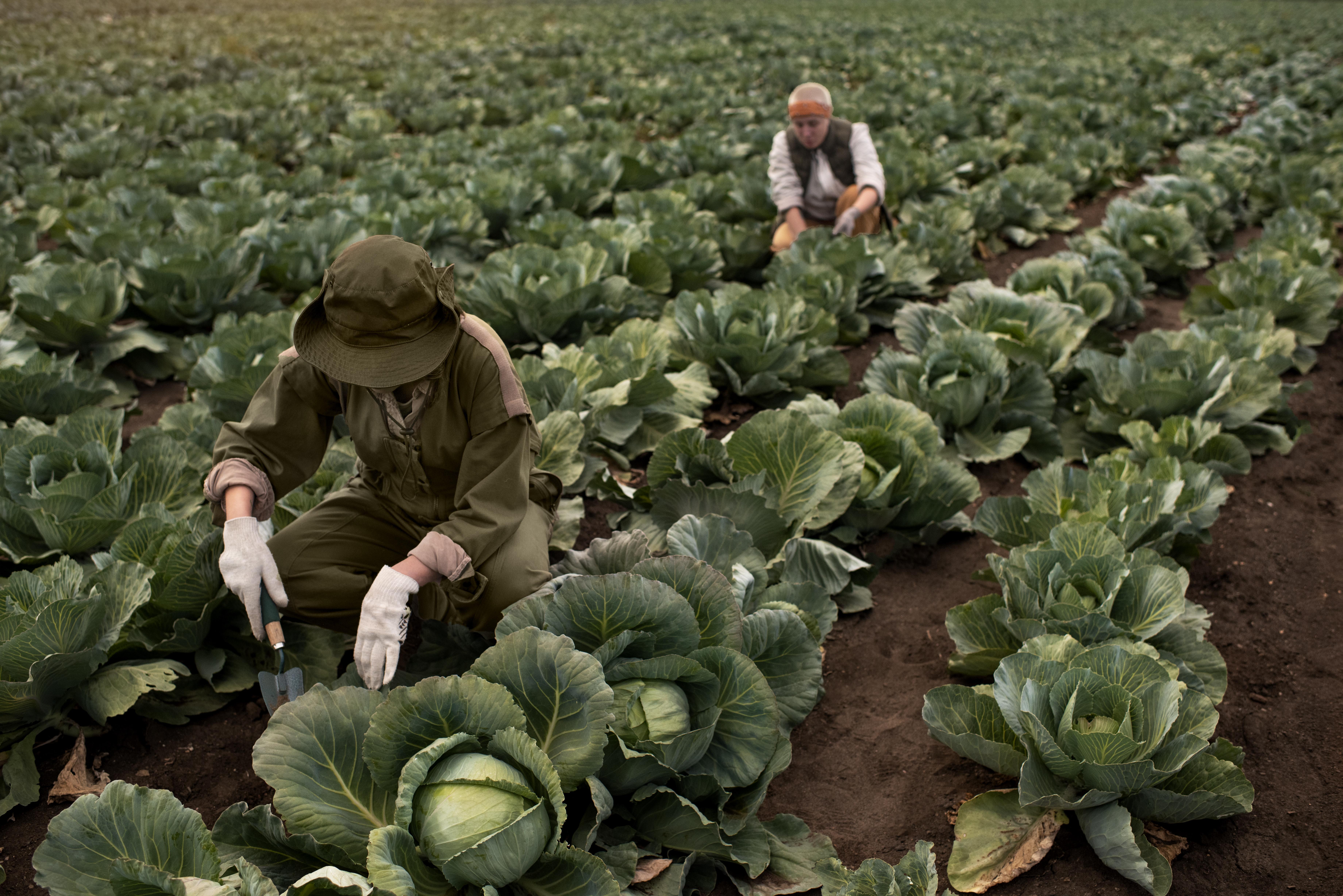 Vegetable Farming at Your Greenink