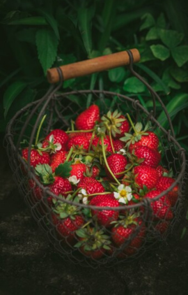 Climate-controlled fruit cultivation