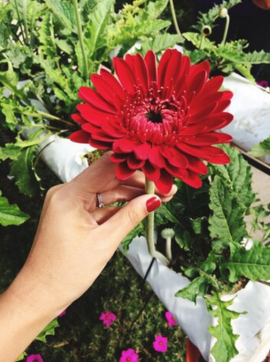 Vertical Flower Farming Technology