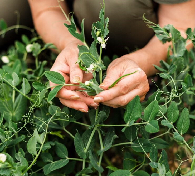 Herb Cultivation at Your Greenink