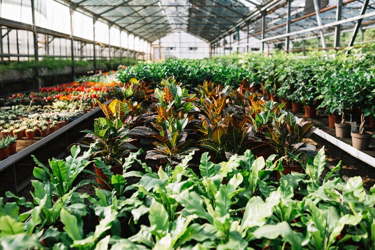 Plant Nursery Services at Your Greenink